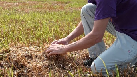 Slow motion of man farmer hands while taking corn from the grass Video stock 112751379
