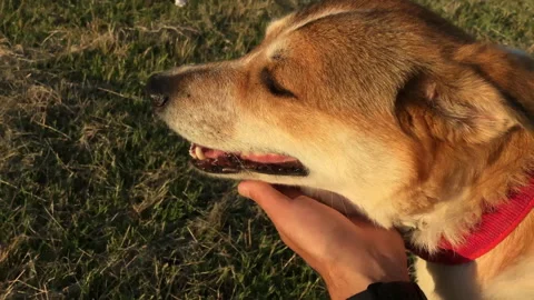 Slow motion of man  that gently caresses his brown and white dog at sunset Stock Footage 132540251
