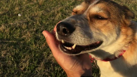 Slow motion of man  that gently caresses his brown and white dog at sunset Stock Footage 132540421