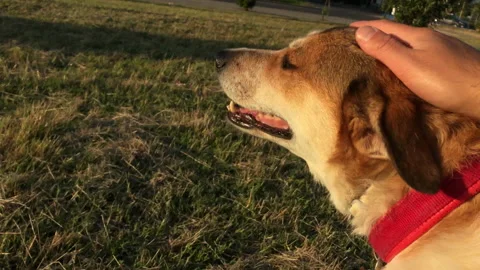 Slow motion of man  that gently caresses his brown and white dog at sunset Video stock 132540509