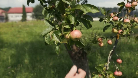 Slow motion man hands stretches and breaks apples on the branch agriculture food Stock Footage 102780845