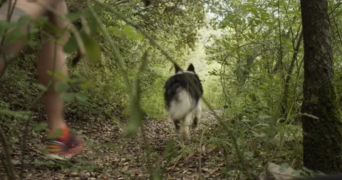 Slow motion of a man running with a Border Collie dog Stock Footage 133895182