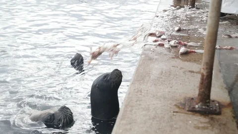 Slow motion of man throwing row fish waste to sea wolfs at port market place Vidéo 119088271