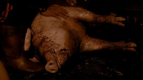 Slow Motion of man using knife for delete the roasting and burning pig skin.-Dan Stock Footage 103387375