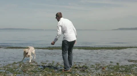 Slow motion Man walking dog on beach Stock Footage 40273524