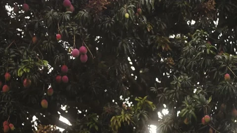 Slow motion mango tree swaying in the wind, tropical Latin America Stock Footage 209338232