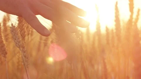 SLOW MOTION Man's hand caressing ripe golden wheat plants at gorgeous sunset Stock Footage 79457448