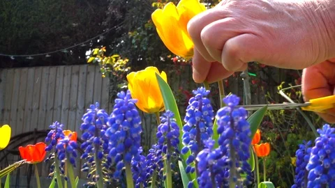Slow motion: Man’s hand cutting a tulip from a garden / yard. Video stock 106007706
