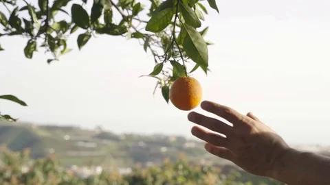 Slow motion of a man's hand picking an orange from a tree in the field. Stock Footage 125676524