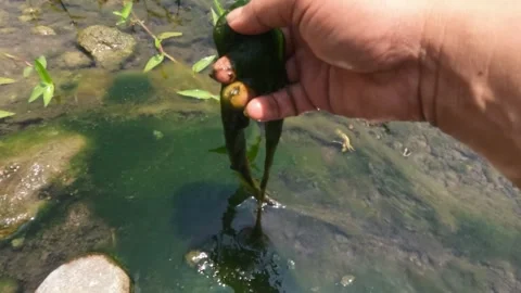 Slow motion of a man's hand picking green moss from a river Stock Footage 323149624