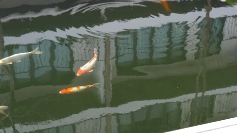 Slow motion many koi fish swimming Stock-Footage 123068830