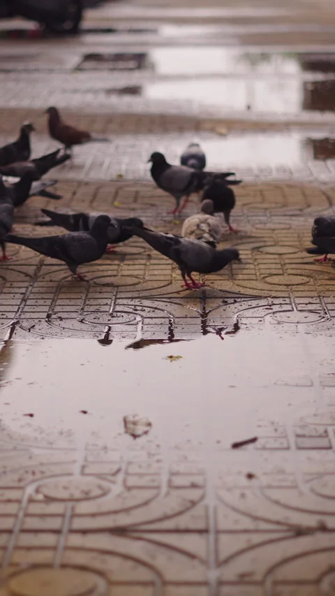 Slow motion many pigeons taking flight scared on a street with many puddles Stock Footage 279277029
