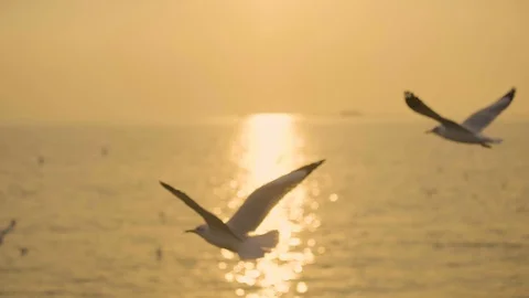 Slow motion, Many seagulls fly slowly in the sky during the sunset. Stock Footage 101240755