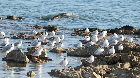 Slow motion many seagulls (Larus argentatus) standing on a stone by the sea. Stock Footage 127959904