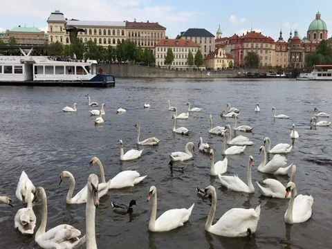 Slow motion of many white swans on the river of Prague. Stock-Footage 77478681