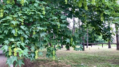 Slow Motion Of Maple Leaves In The Wind Stock Footage
