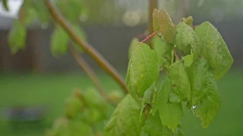 Slow motion of Maple Tree Sapling in The Rain Stock Footage 155032901