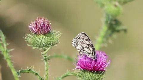 Slow Motion of The Marbled White Butterfly Pollinating Creeping Thistle Stock Footage 136955941
