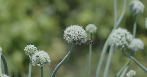 Slow motion marbled white butterfly on onion plant flower 4K video Vidéo 283592541