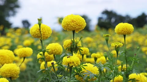 Slow motion of marigold field in wind Stock Footage 291911823