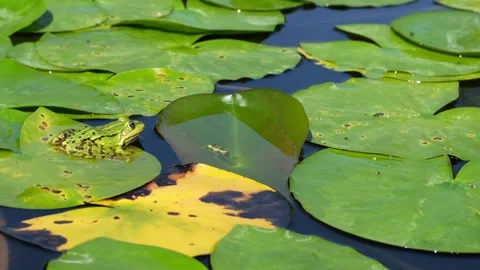 Slow motion of marsh frog catching and eating a tiny insect Stock Footage 249971820