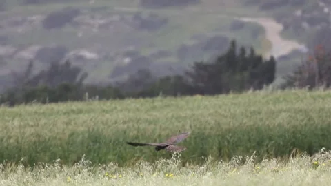 Slow Motion: Marsh Harrier Flying and Soaring Stock-Footage 333585445
