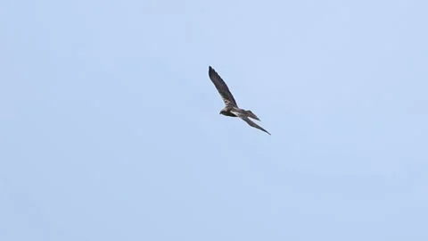 Slow Motion: Marsh Harrier Flying and Soaring Stock-Footage 333586730