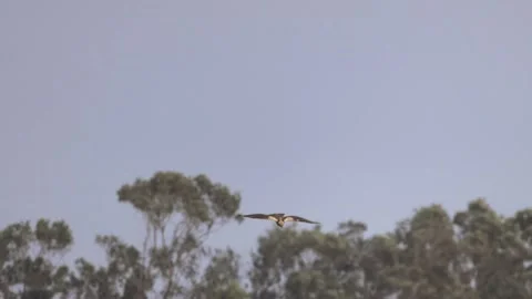 Slow Motion: Marsh Harrier Flying and Soaring Stock-Footage 333586742