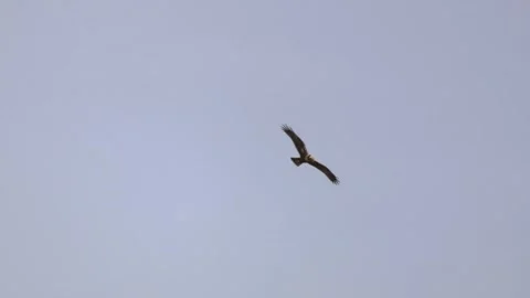 Slow Motion: Marsh Harrier Flying and Soaring Stock-Footage 333586777