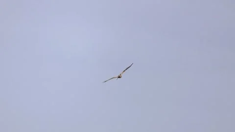 Slow Motion: Marsh Harrier Flying and Soaring Stock-Footage 333586778