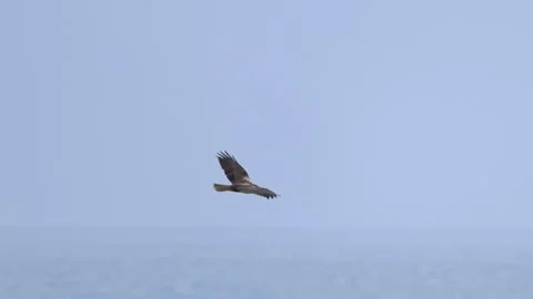 Slow Motion: Marsh Harrier Flying and Soaring Stock-Footage 333586810