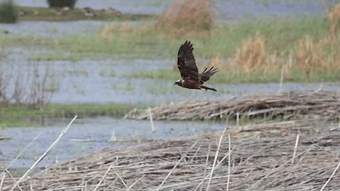 Slow Motion: Marsh Harrier Flying and Soaring Stock-Footage 333587320