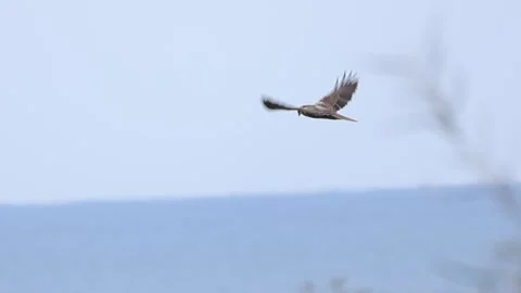 Slow Motion: Marsh Harrier Flying and Soaring Stock-Footage 333587441