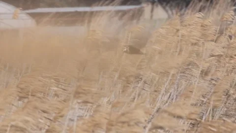 Slow Motion: Marsh Harrier Flying and Soaring Stock-Footage 333589027