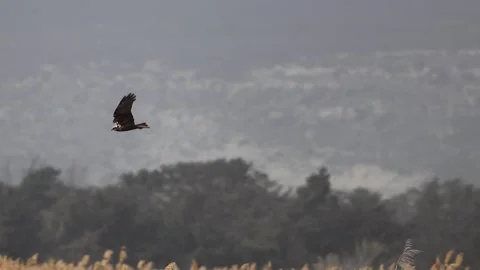 Slow Motion: Marsh Harrier Flying and Soaring Stock-Footage 333589057