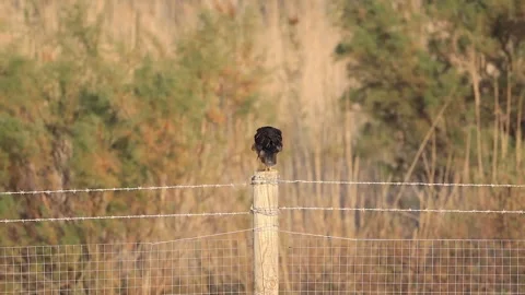 Slow Motion: Marsh Harrier Perched on Post Surveying Surroundings Stock Footage 333587822