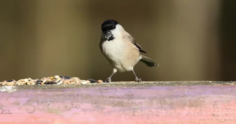 Slow Motion Marsh Tit Feeding on Fence and Flies Off Stock Footage 295708605