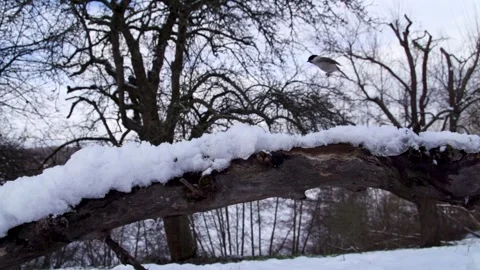 Slow-motion marsh tit landing on a snowy perch Stock Footage 321125319