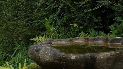 Slow motion Marsh tit Parus palustris lands at edge of bird bath Stock Footage 87046535