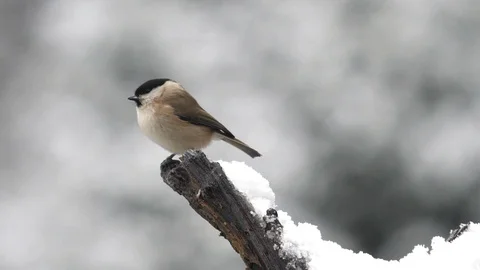 Slow motion Marsh tit Parus palustris flying to and from snowy branch Stock Footage 108054292