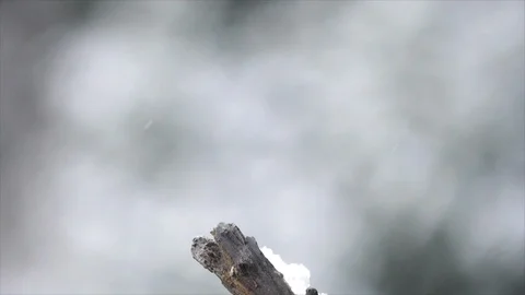 Slow motion marsh tit Parus palustris lands on snow covered branch Video stock 108054405