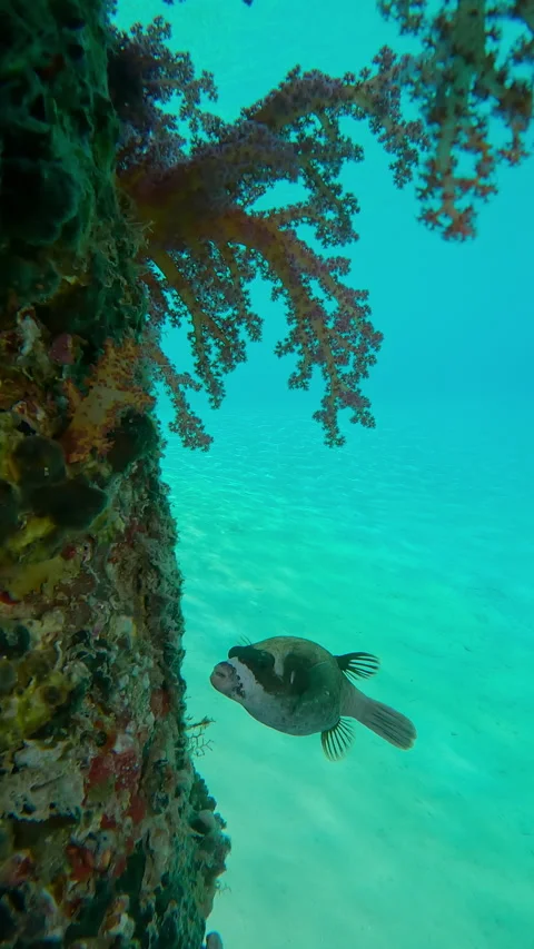 Slow motion of Masked Puffer, Arothron diadematus swim bellow pier Stock Footage 324569919
