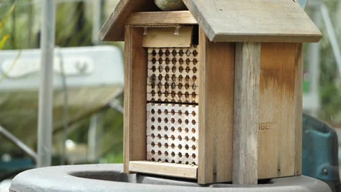 Slow motion of Mason bee (osmia conjuncta) landing in hive. Stock Footage 131376420