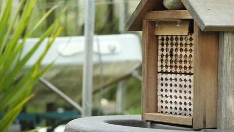 Slow motion of mason bee (Osmia conjuncta) landing in hive next to a greenhouse. Stock Footage 131378857