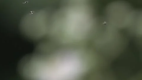 Slow motion Mayflies Видео 300275471