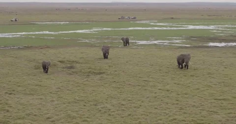 SLOW MOTION, Medium aerial drone shots of bush Elephants in Africa Vídeo Stock 147956961
