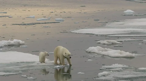 Slow motion - medium of polar bear and cub on ice edge with reflection Stock Footage 61157585