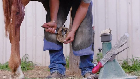 Slow motion medium shot behind a brown horse showing a Farrier use a hoof Stock Footage 104320324