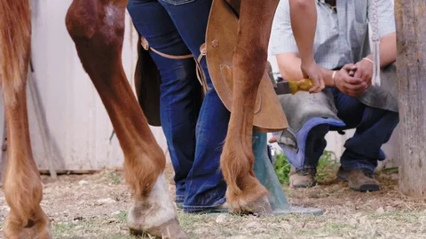 Slow motion medium shot behind a brown horse showing a Farrier filing a Stock Footage 104320349
