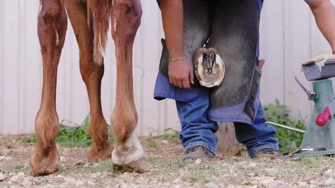 Slow motion medium shot behind a brown horse showing a Farrier filing the Stock Footage 104320565